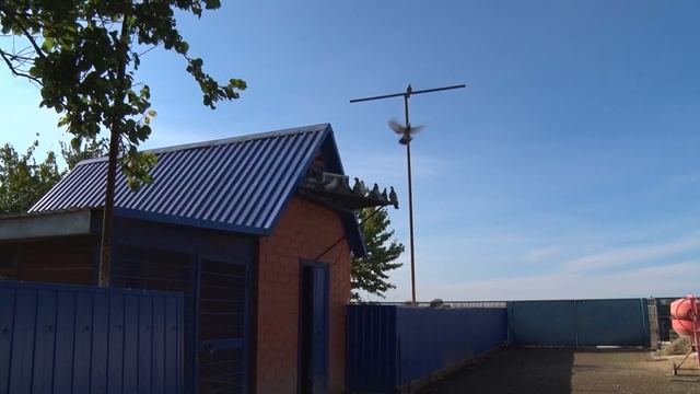 Голубиное хобби длиною в жизнь. Голуби - Ленинградская. смотреть онлайн