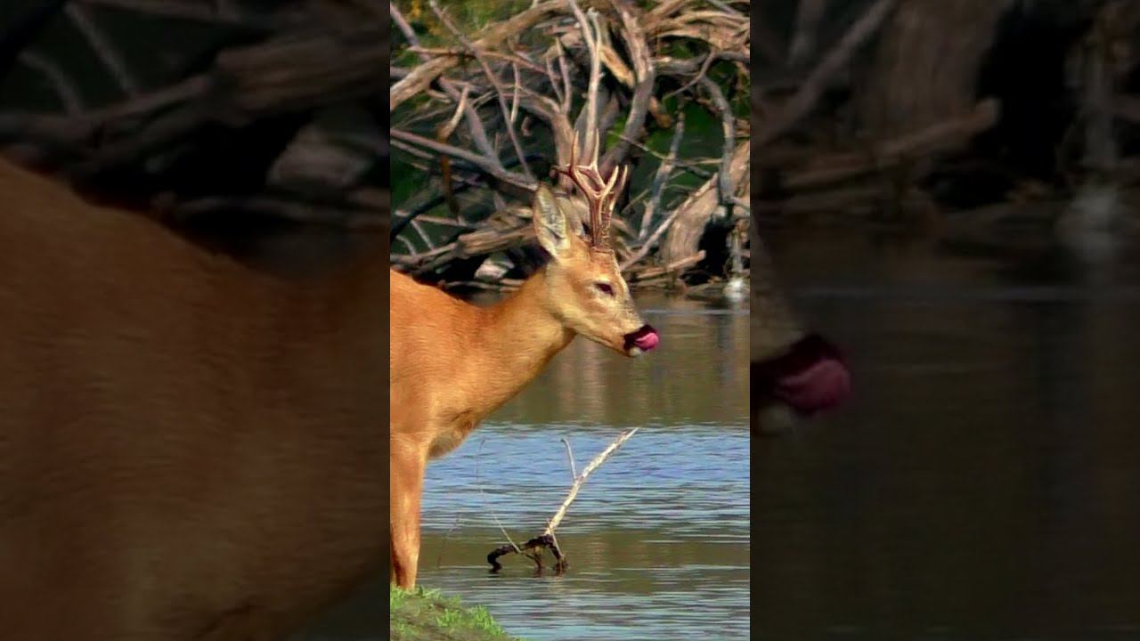 Встреча с косулей на рыбалке #shorts смотреть онлайн