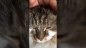 Сибирский кот Потап. Мурлыка