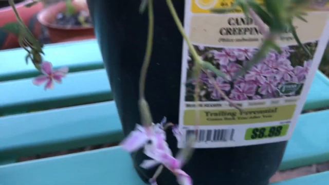 More creeping phlox for garden смотреть онлайн