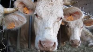 Коровы. Молочная ферма. Корова жует траву