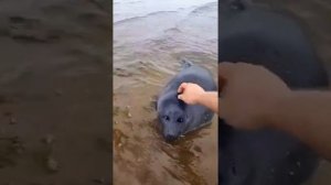 милый маленький тюлень не боиться людей ?