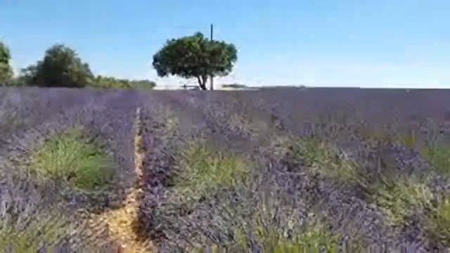 France/ Прованс ЛАВАНДА