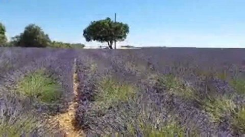 France/ Прованс ЛАВАНДА