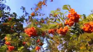 "Рябина" песня Сергея Марасанова исполняет ВИА Крапива