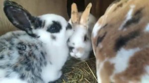 СОБАКА СЪЕЛА КРОЛИКА❗? ОБХОД кроликов! кролики породы Рекс и Французский баран. крольчатам 2 месяца