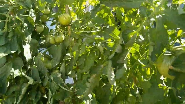 Наш скромный огород 2019 ♥ Помидоры Арбуз Дыня Инжир Черри ♥ Cherry Tomatoes ♥ Кипр Cyprus