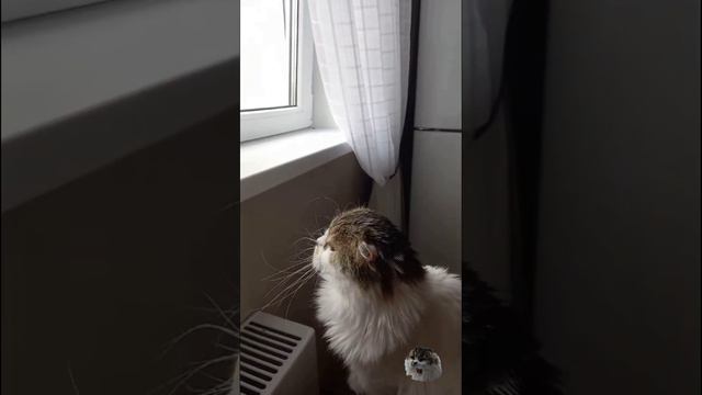 Филя и голуби