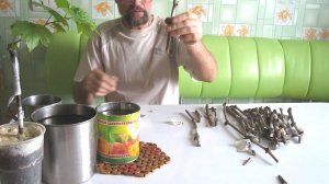 Наилучшие условия и сроки проращивания черенков винограда.Как вырастить виноград в домашних условиях