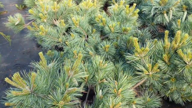 Сосна веймутова "Секрест"  Pinus strobus "Secrest"