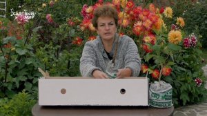 Заказали через интернет саженцы Малинового дерева и абрикоса. Какие пришли почтой , что получилось