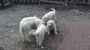 Копия видео "Щенки мареммо-абруцкая овчарка ( маремма) +380961803579"