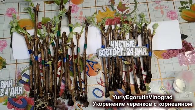 ? Как не испортить черенки винограда корневином. Как подобрать концентрацию стимулятора корневина.