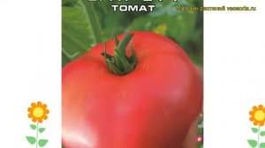 Томат овощной Брат-2. Краткий обзор, описание характеристик, где купить семена lycopersicum