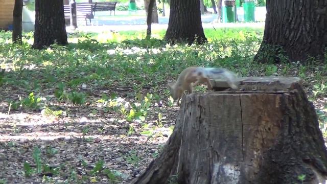 VLOG Часть 2 | Alisa Princess МЧИТСЯ НА ГУСЕНИЦЕ | КАТАЕМСЯ НА КАТАМАРАНЕ | БЕЛКИ В ЛЕСУ смотреть онлайн