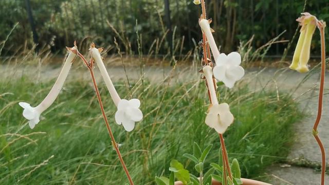 How I grow and bloom Sinningia tubiflora, the fragrant hardy white Gloxinia, in my garden in the UK смотреть онлайн
