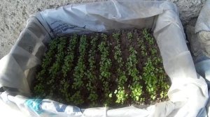 Сажаем капусту на рассаду в ящике Часть 2