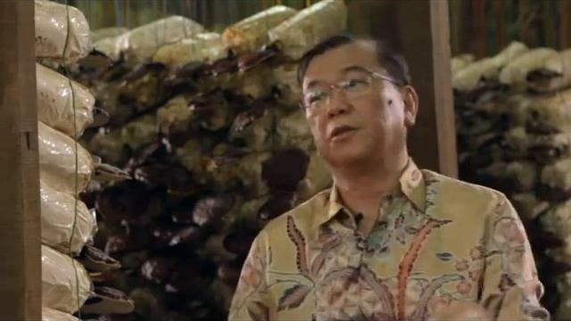 Dr. Lim: huba Ganoderma lucidum (Lingzhi, Reishi) Slovensko. Ganoderma Club Slovensko, DXN Produkty смотреть онлайн