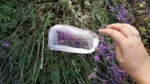 Сбор и заготовка ЛАВАНДЫ ✅