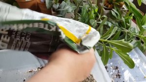 Пересадка 3-х летнего адениума?