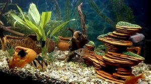 Сомик анцитрус в аквариуме с барбусами, растет не по дням а по часам.