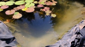 Очистка пруда - бассейна перекисью водорода. Есть нитчатка?  Цветет пруд и бассейн? Наш опыт.