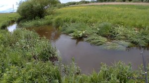 По болоту в кросах. Ловля крупного голавля на майского жука в ручье микроречке