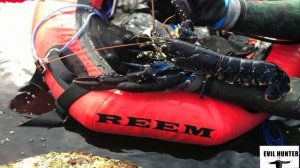 подводная охота на  лобстера и краба в северном море