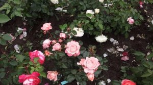 Цветение РОЗ НОВИНОК, посадка весна 2023 года. Первое цветение на новом месте!