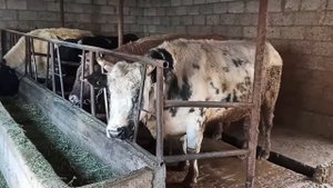 (47) Комбикорм для быков часть 2я