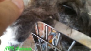 Обработка овечьей шерсти/ Щенки Алабая и руно./ Моем шерсть./