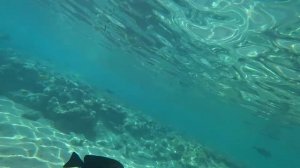 Пляж отеля Barcelo Tiran Sharm. Огромные рыбы| Шарм-Эль-Шейх| Египет|