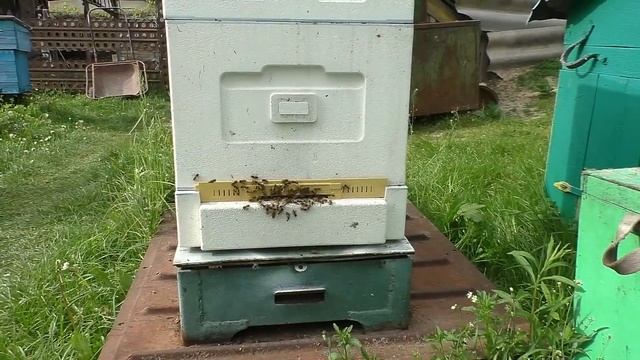 Что же с этими пчёлами не так? Почему такие злые? смотреть онлайн