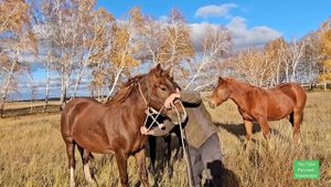 Поймал дикую лошадь в поле. Вот как это было!