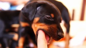Щенки Добермана. Doberman puppies - May 2018