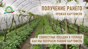 Очень ранний урожай картофеля при совместных посадках. Как мы это делаем?