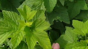 Обзор чёрной смородины Ориана