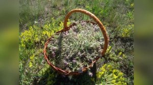 Екатерина Шаврина Русский лес