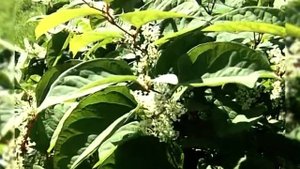 Горец сахалинский и гортензия - растения Дальнего Востока в Сибири