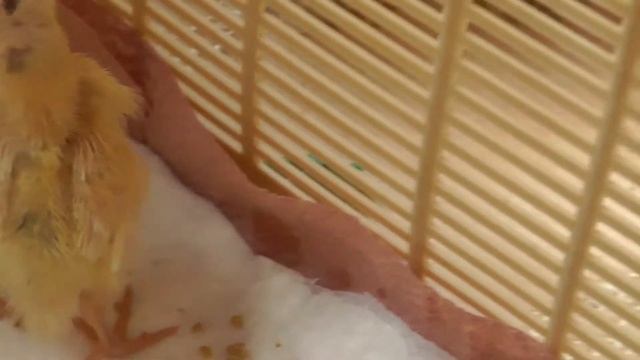 5 дней перепелятам из магазинных яиц! Самодельный #инкубатор из коробки смотреть онлайн