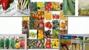 продажа семян овощей