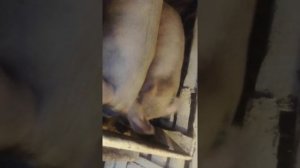 Содержание свиней!!! в городе как в деревне