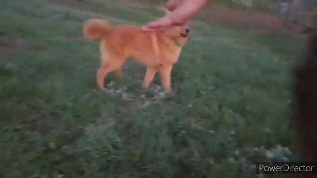 Воспитание щенка лайки. Часть 3. Команда "нельзя" смотреть онлайн