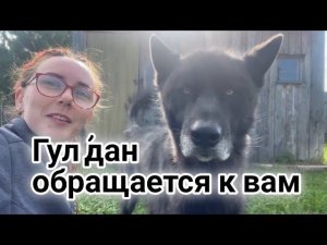 ‼️ Срочное обращение волкособа Гул'дана. Блокировка, замедление Ютуб, наш телеграм канал.