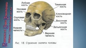 Биология 8 класс $8 Скелет человека. Соединение костей. Скелет головы