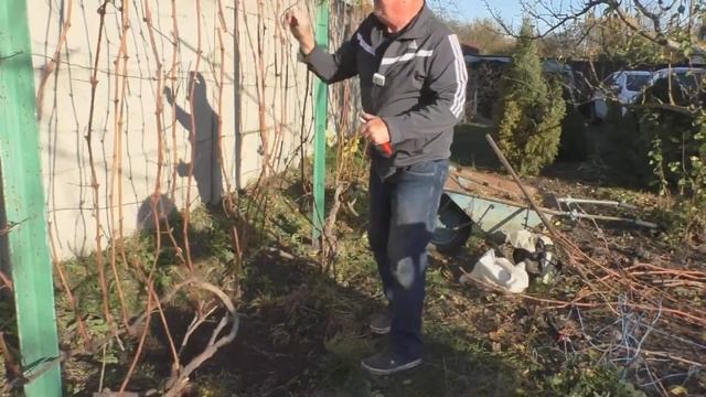 Подготовка кустов винограда к зиме - Подробно и Пошагово