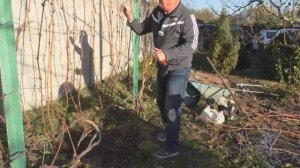 Подготовка кустов винограда к зиме - Подробно и Пошагово
