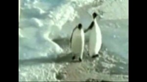 Penguin slaps other penguin