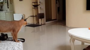 Caracal. Каракал