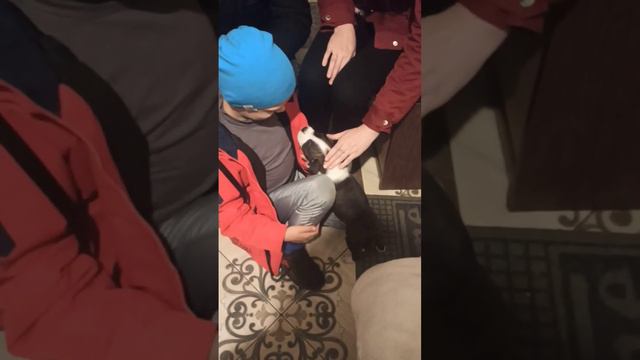 Американский Стаффордширский Терьер. Девочку щенка отдаем в хорошие руки. смотреть онлайн